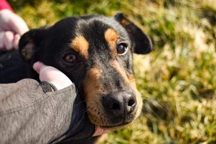 Miał tylko 10 miesięcy, kiedy do nas trafił. Teraz to już dorosły pies