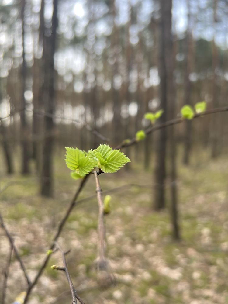 Działka duża w lesie przy lesie Państwowym