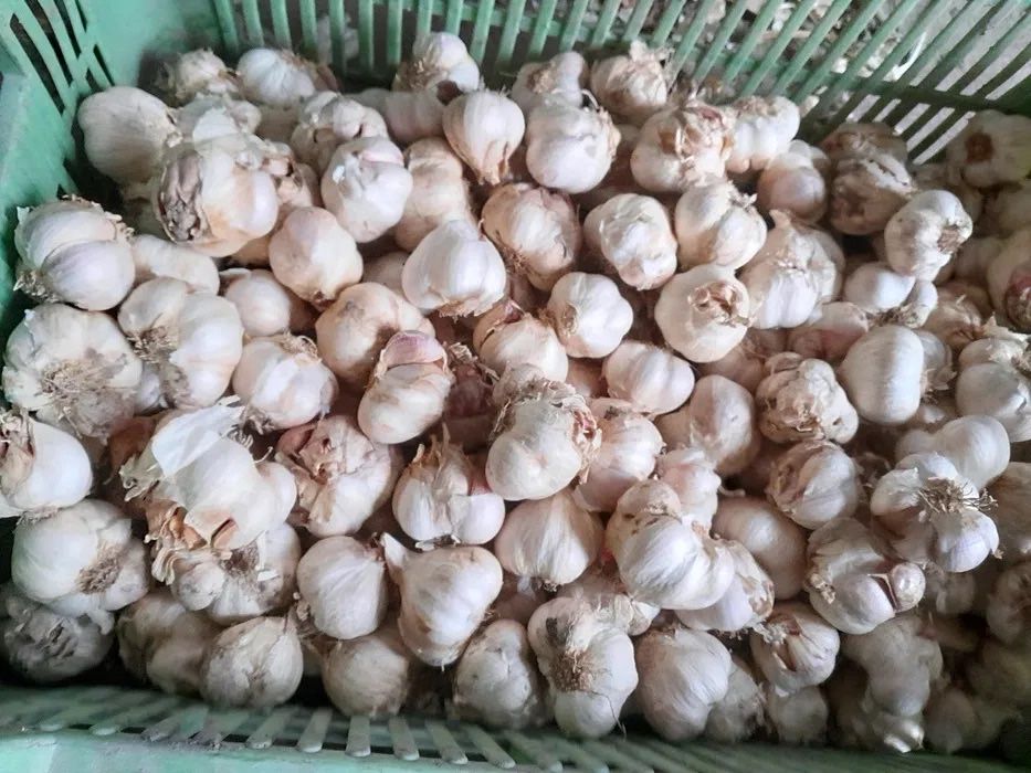 Czosnek polski ekologiczny