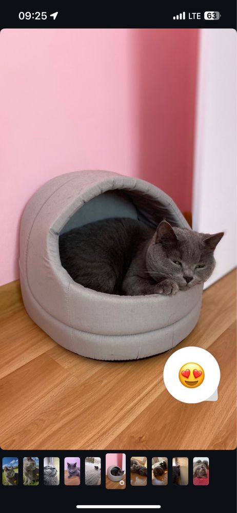 Британець короткошерстий