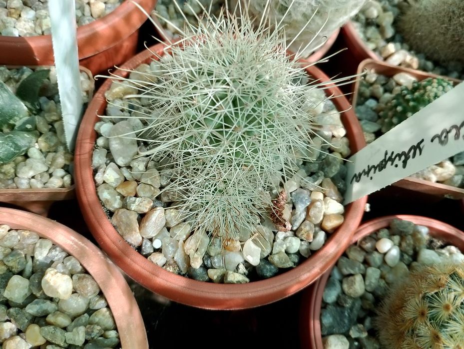 кактусы Cochemiea setispina