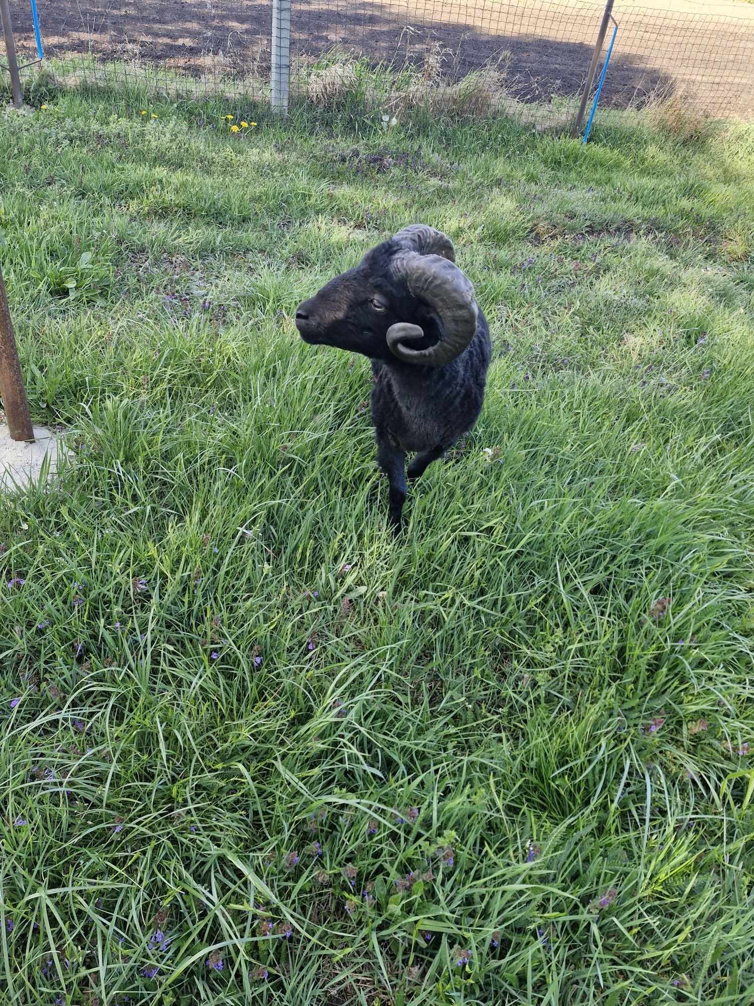 Baranek miniaturowy Quessant