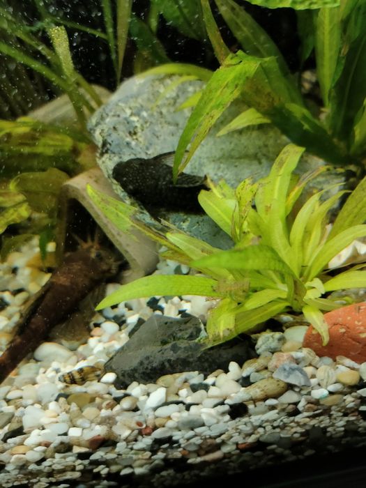 Glonojady -  od 1,5 do 8 cm