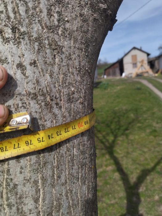 Горіх стовбур кругляк