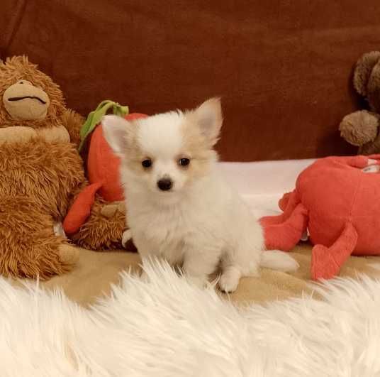 Chihuahua chłopiec długowłosy