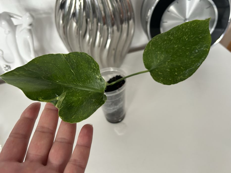 Monstera Ocean - perełka