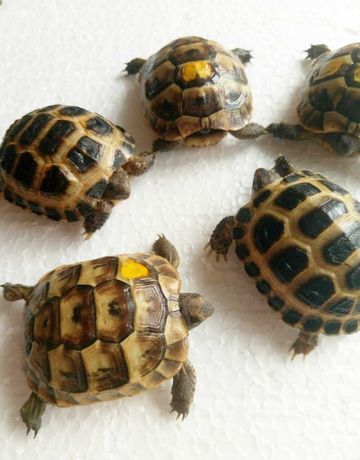 Сухопутные черепахи подрощенные разные