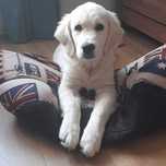 Suczka GOLDEN RETRIEVER, Aria - nadal poszukiwana!!! (nagroda)