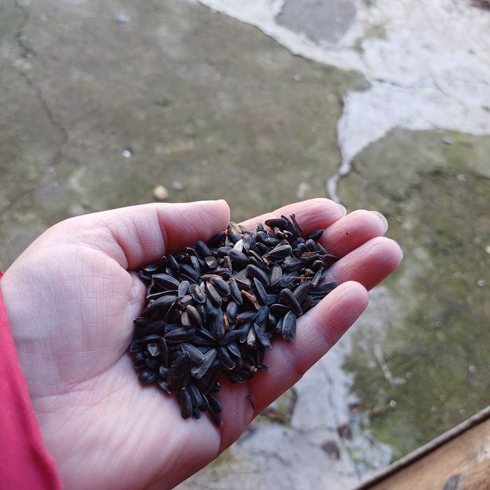 Продаю зерно,пшениця,ячмінь,соняшник.