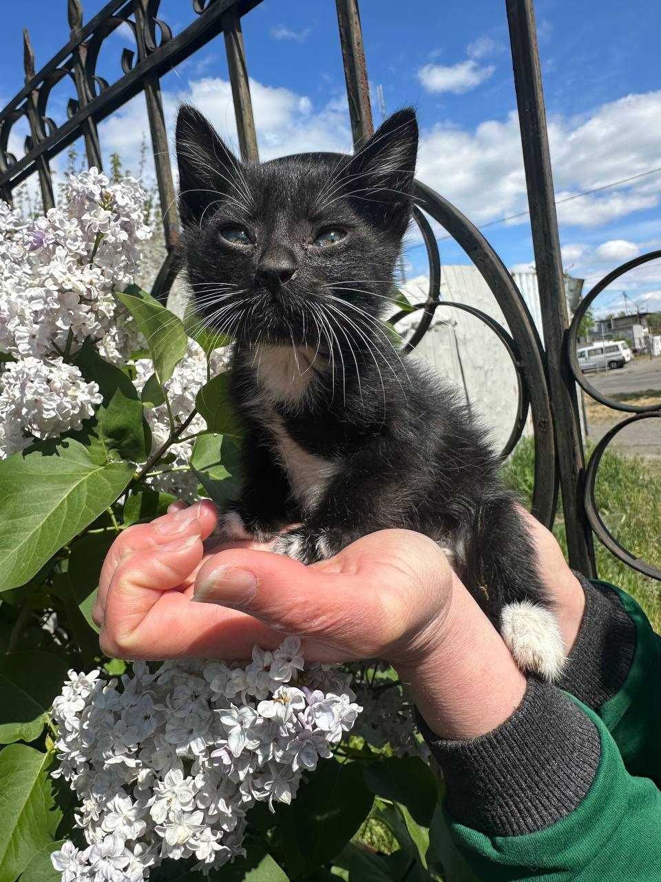 Кошеня, 1,5 місяців. Хлопчик. В надійні та люблячі ручки.