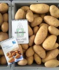 Продам насіннєву картоплю / Семенной картофель сорт Гранада