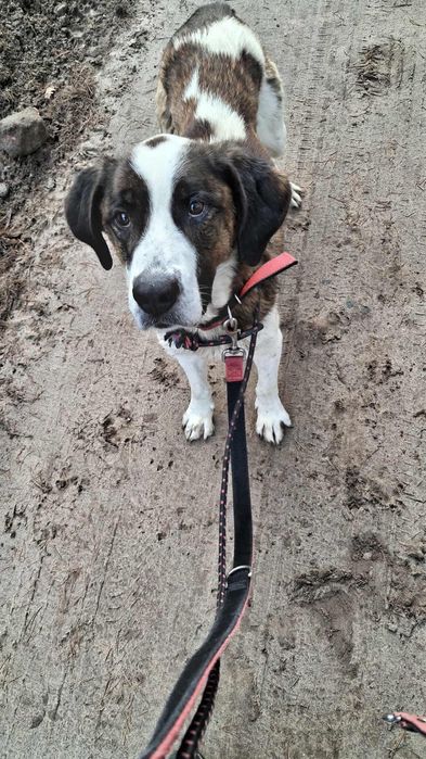 Balto - mieszaniec bernardyna ze świetnym charakterem