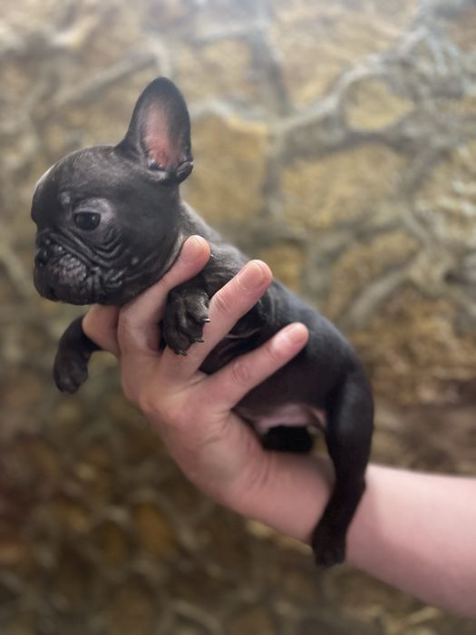 Французський бульдог