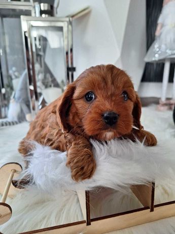 Cavapoo - cavalier+pudel