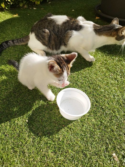 Gatinhos para doar