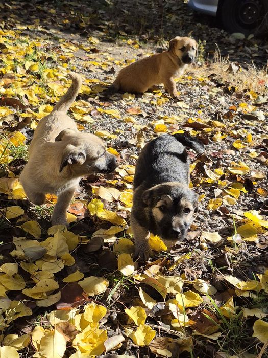 Щенки ищут дом! Замечательные дворняжки в дар.