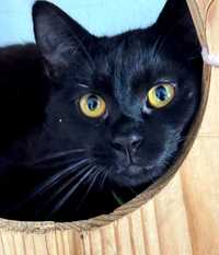 Кіт кот котик 1 рік чорний хлопчик красивий даром бесплатно