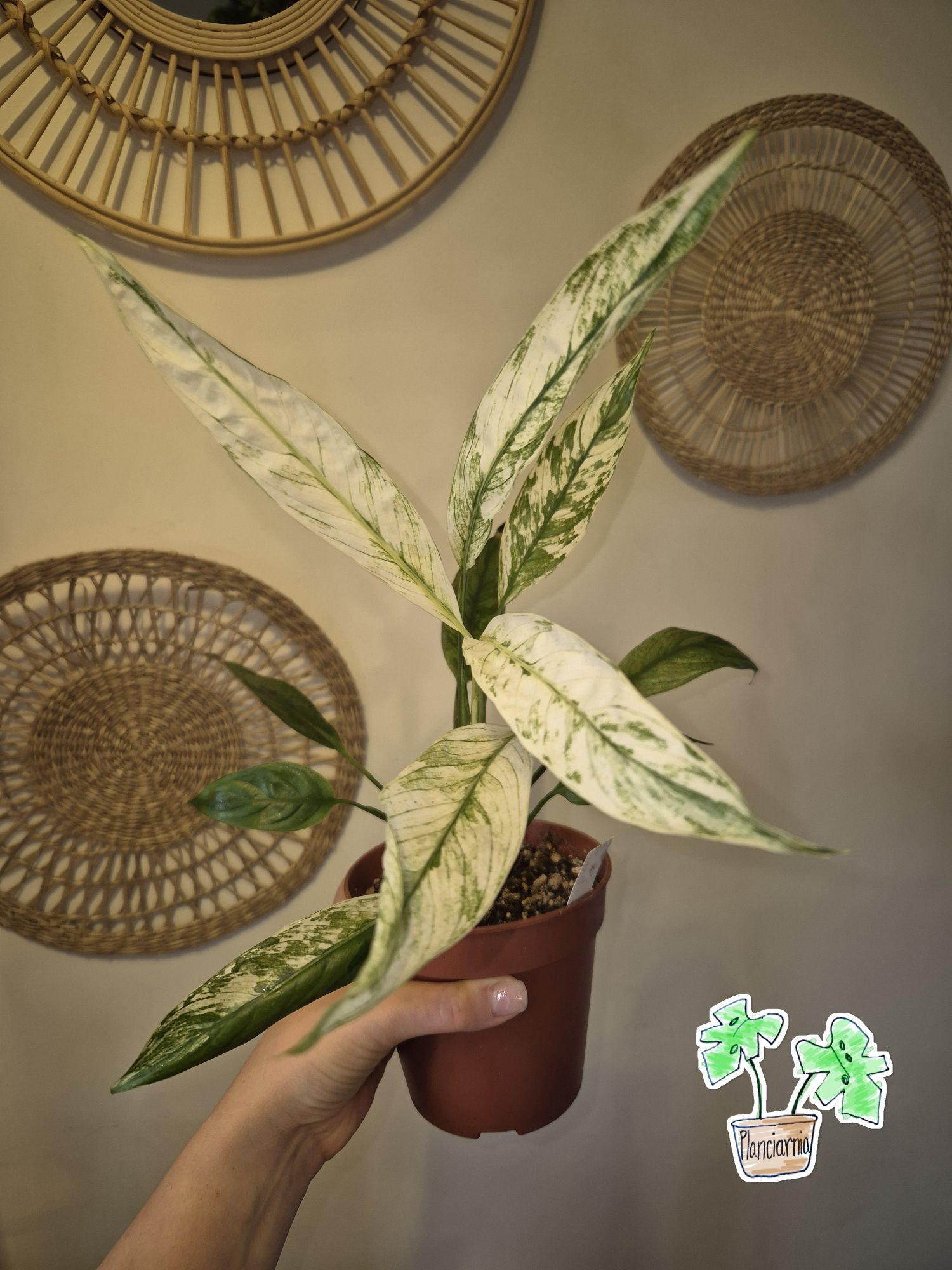 Spathiphyllum Jessica skrzydłokwiat Jessica