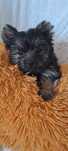 Yorkshire Terrier York Miniaturka Piękny piesek