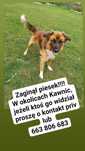 ZAGINĄŁ piesek w Kawnicach