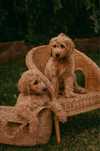 Лабрадудль (Labradoodle) чекає на своїх людей — Київ