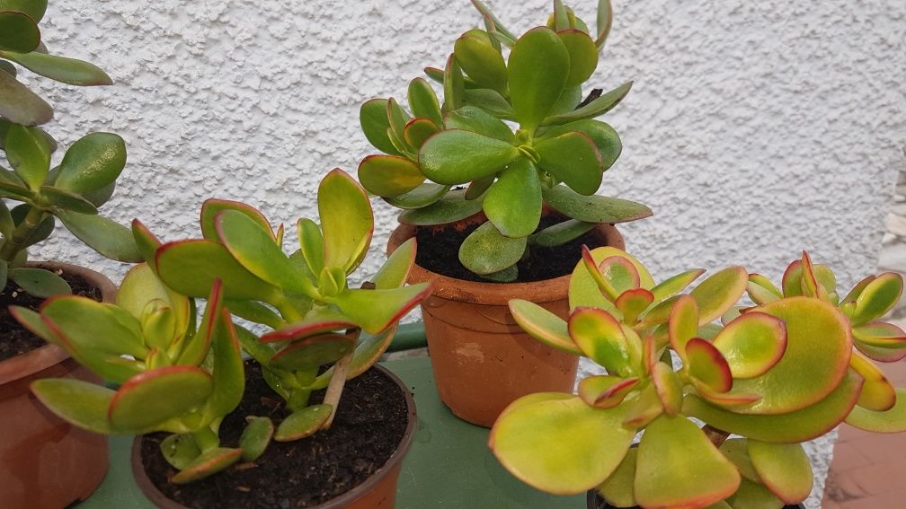 Planta de Jade (vários tamanhos), desde 1 €.