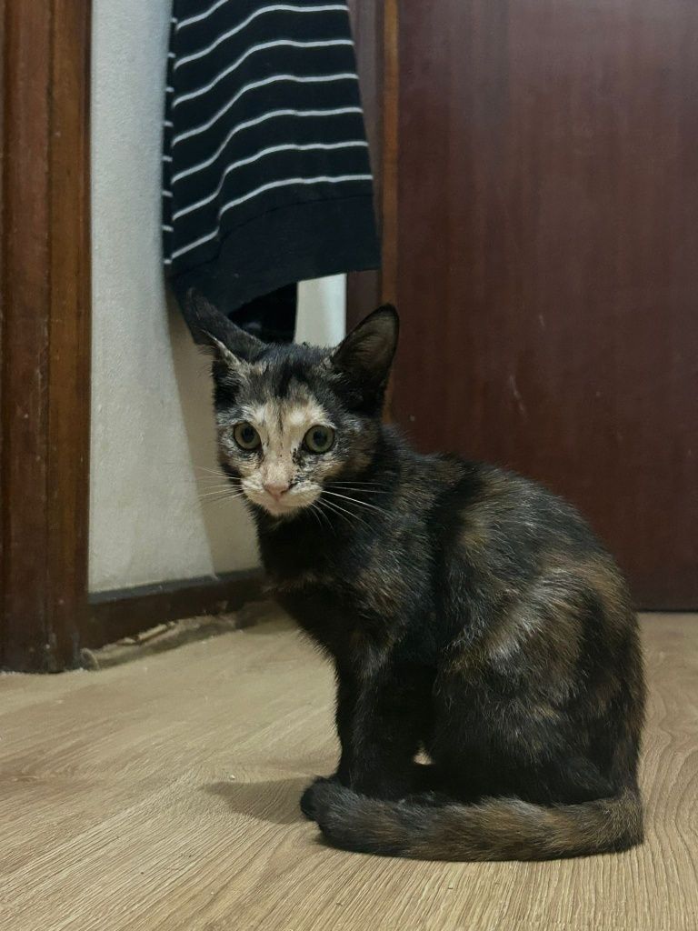 Gatos bebés 2 meses