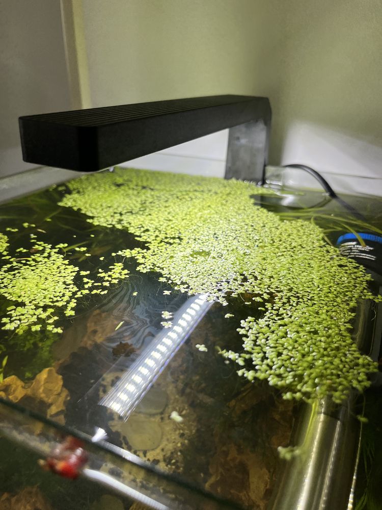 Lemna Minor (Duckweed)