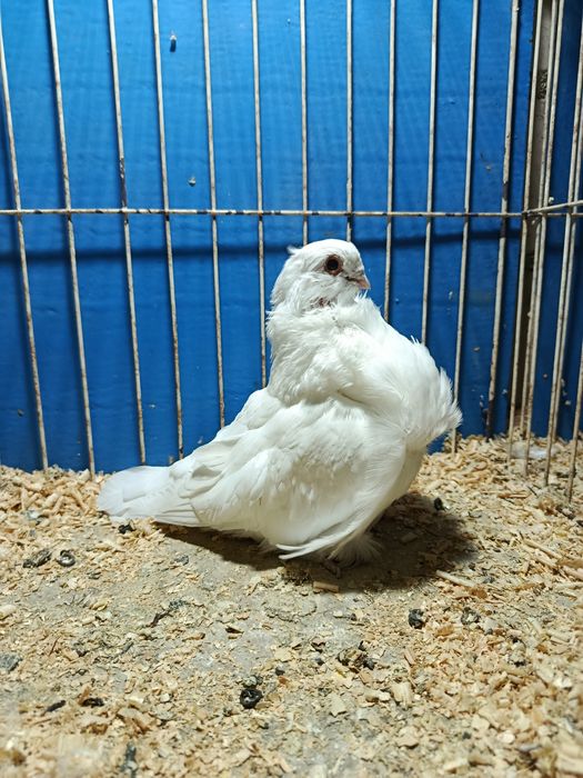 Mewka chińska gołąb chiński