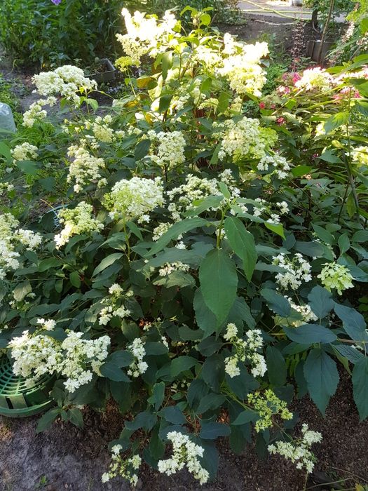 Древовидная гортензия Hayes Starburst и Magical Pinkerbell