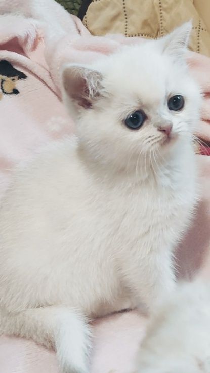 Шотландська біле кошеня шиншила