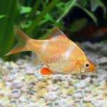 Barbo Tigre Albino