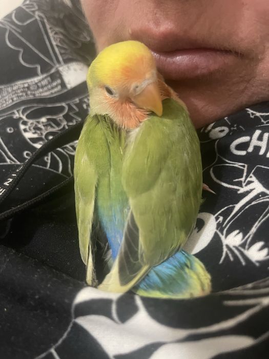 Agapornis roseicollis domesticados criados a mao