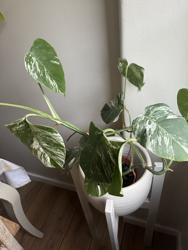 Monstera Albo + Mini Monstera Thai Constellation