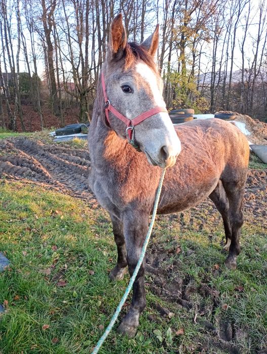 Sprzedam klaczkę 8 miesięcy