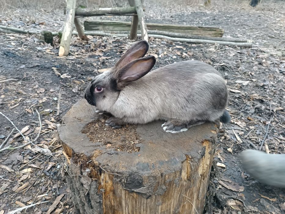 Кролики, кролі, кролиці, кроленята