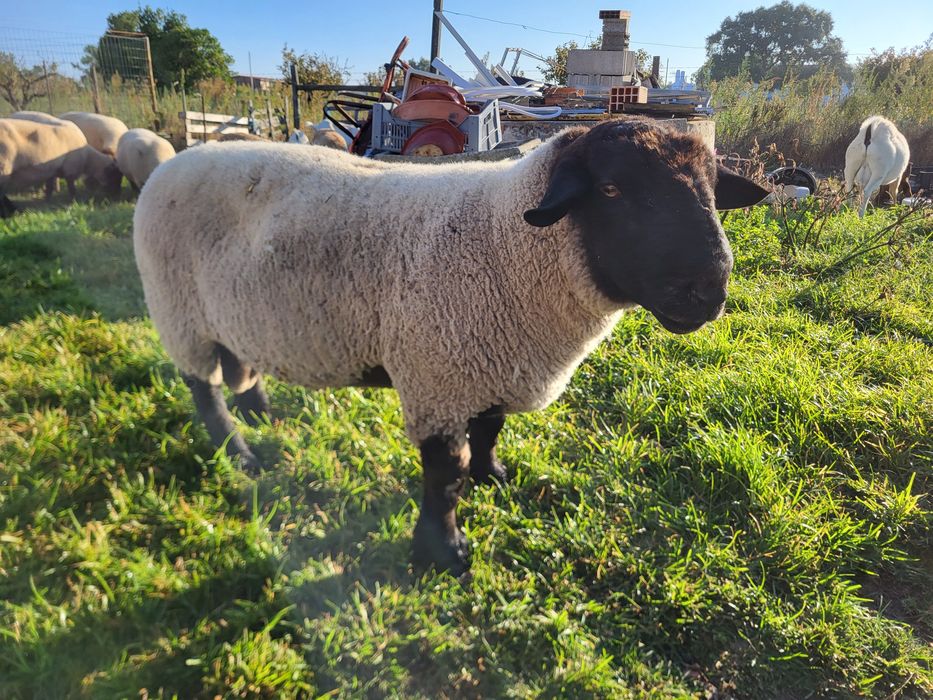 Vendo carneiro sulfk