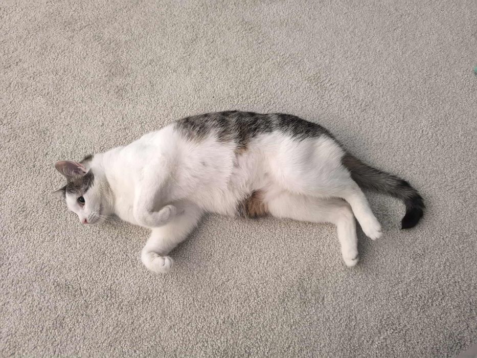 Marzymy, aby kotunia w końcu znalazła dom...