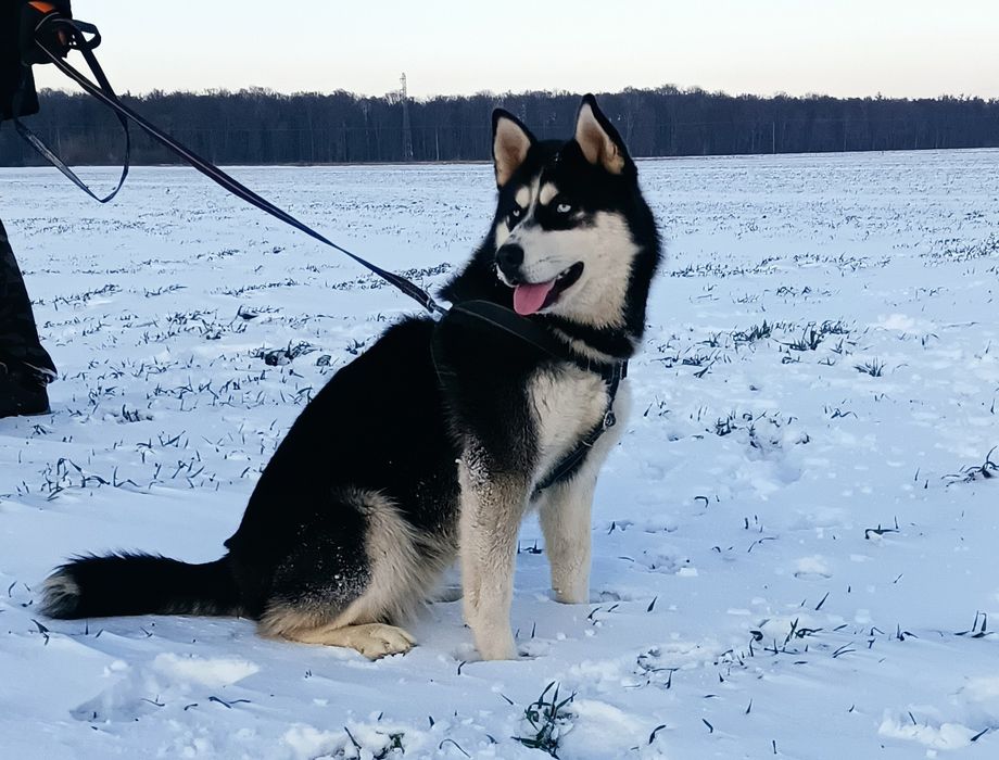 Zapowiedź miotu szczeniaczków Siberian husky.