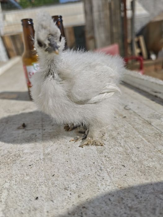 Pintinho Sedosa do Japão