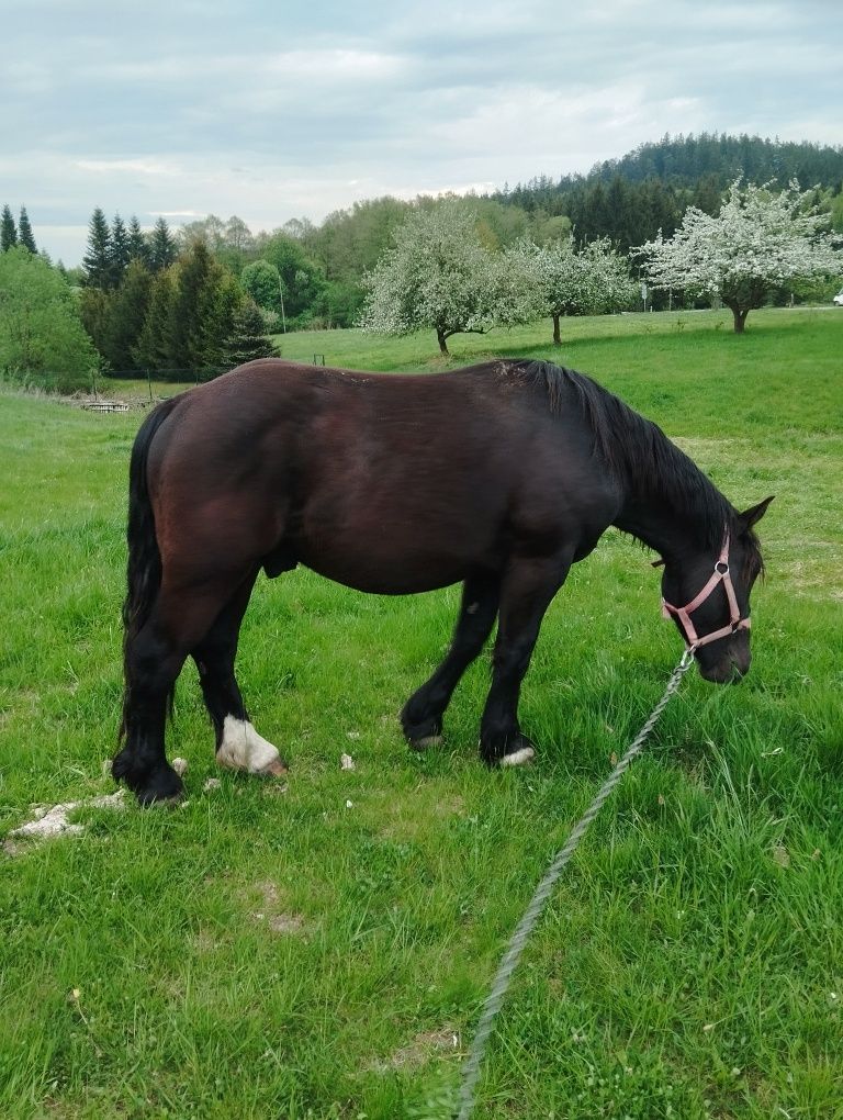 Sprzedam wałacha zimnokrwistego