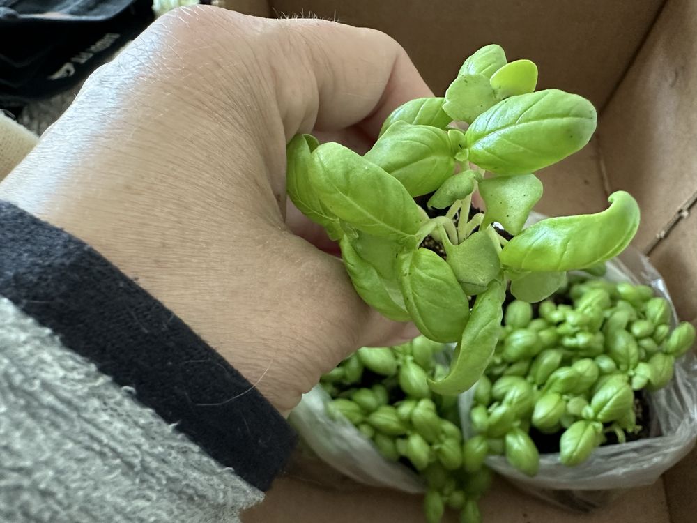 Planta aromatica manjericao