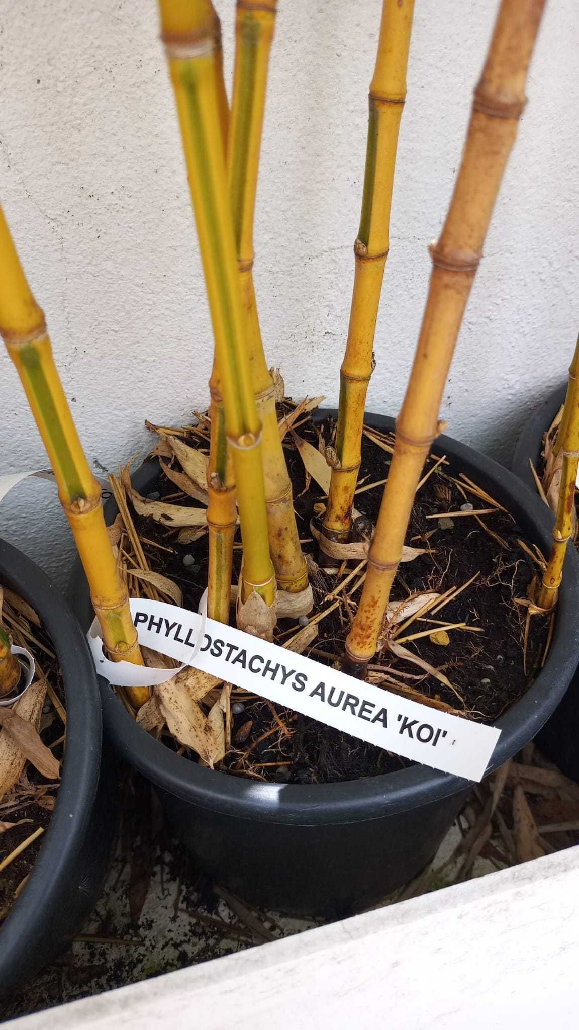 Bambus Phyllostachys Aurea "Koi"