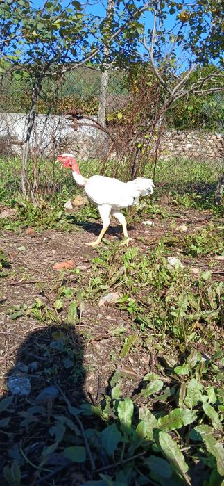 Pintos Índios Gigantes, Pais nas fotos sao puros