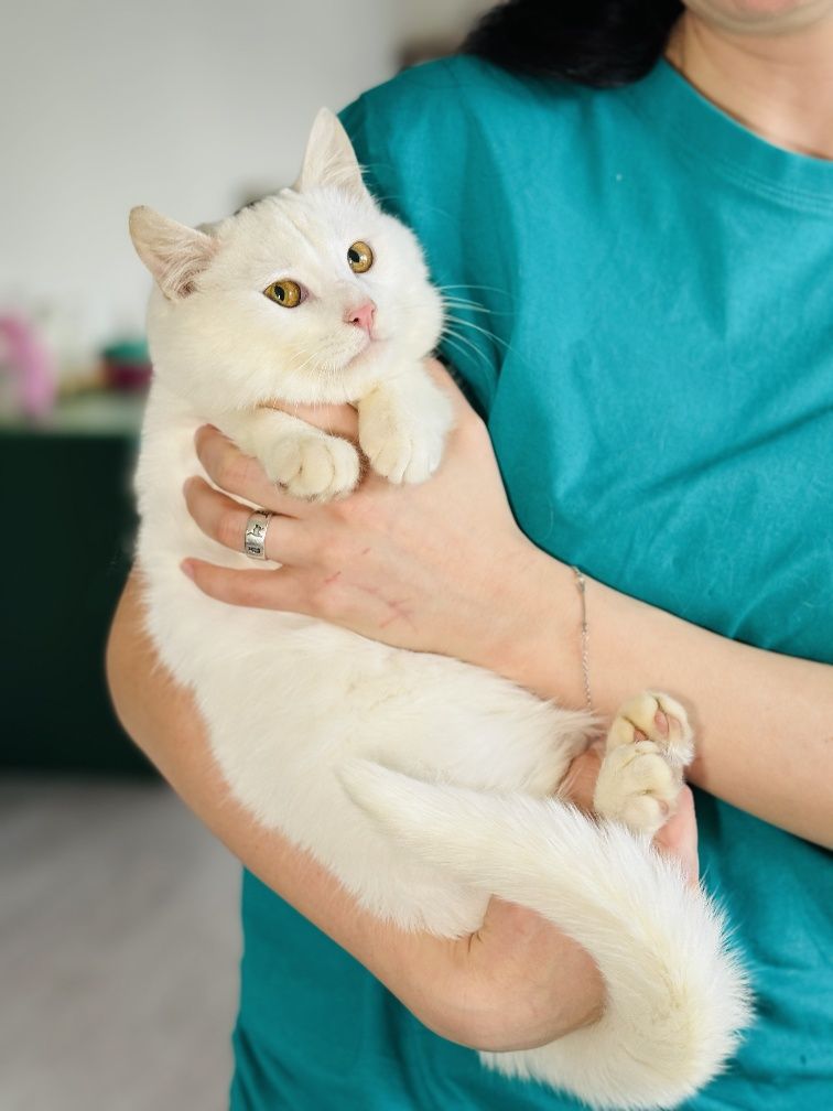Рислінг - солоденький котик в добрі руки
