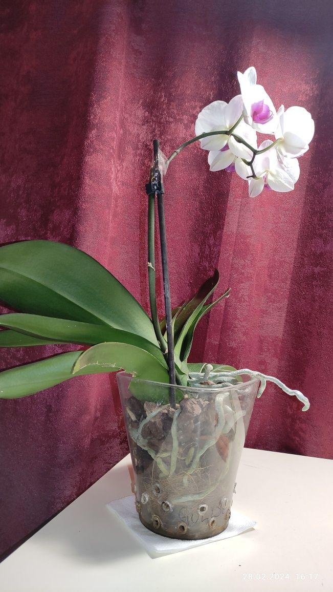 Орхідея фаленопсис Red lip . Квітка відцвітає, тому ціну знижено.