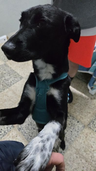 Com 9 mesinhos para adopção