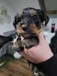 York terrier suczka