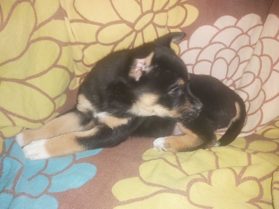 piekne samce MIX LABRADORA ok. 3 miesiące