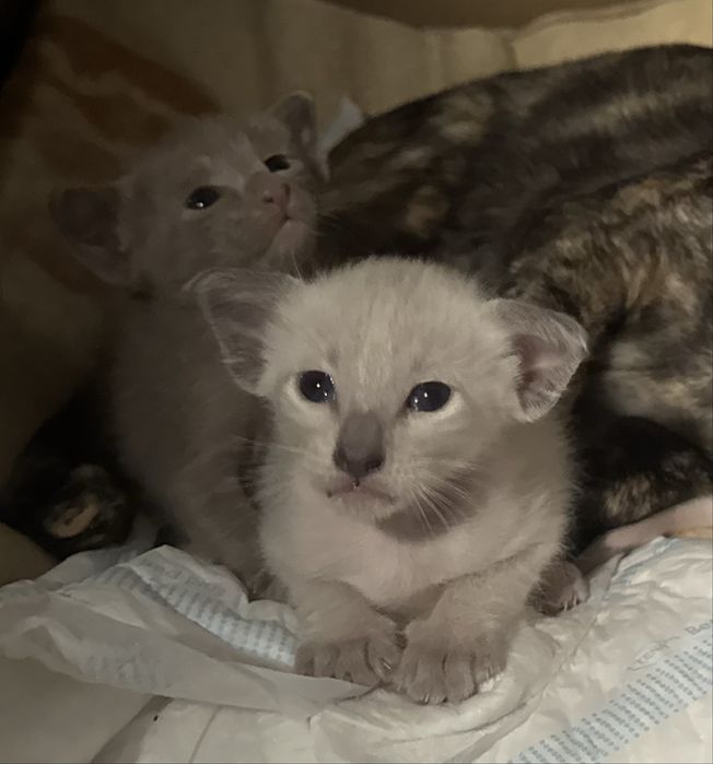 Орієнтал кошенята